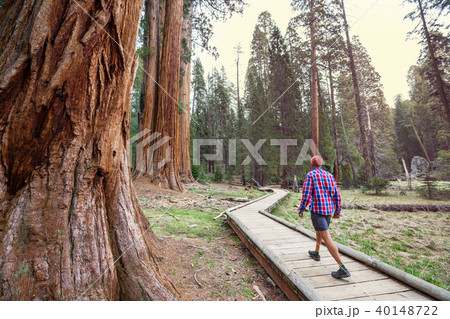 Sequoia 40148722