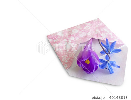 Spring flowers on white background and envelope. 40148813