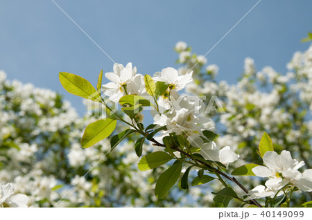 リキュウバイの花 40149099