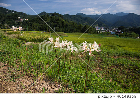 寺坂棚田と白曼珠沙華 寺坂棚田と白曼珠沙華 40149358