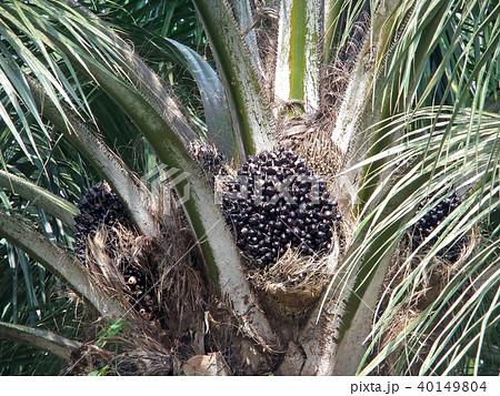 油ヤシの果実 40149804