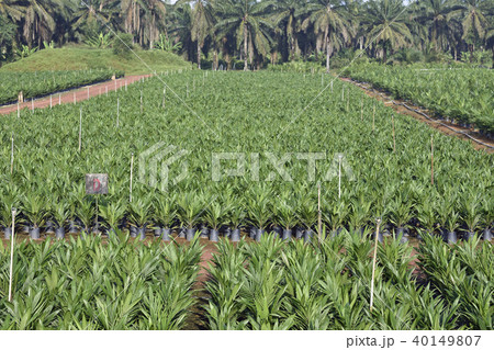 パームツリープランテーション 40149807