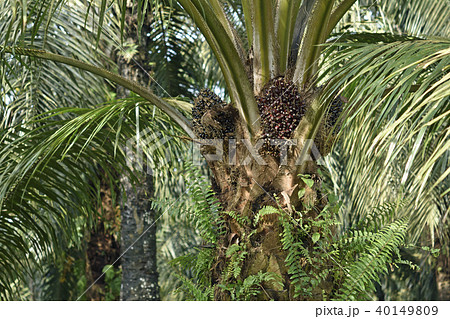 油ヤシの果実 40149809