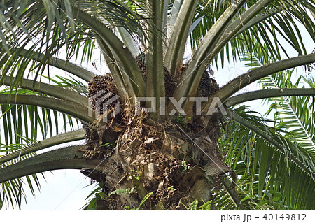 油ヤシの果実 40149812