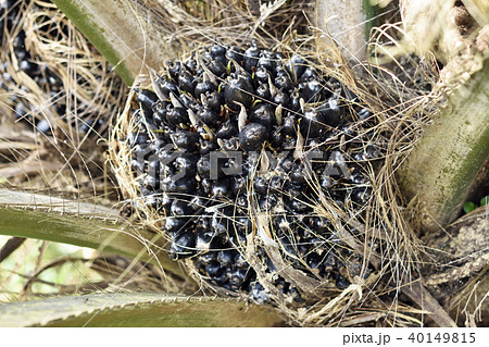 油ヤシの果実クローズアップ 40149815