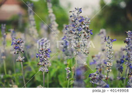 Purple salvia flower in garden. Purple salvia flower in garden. 40149908