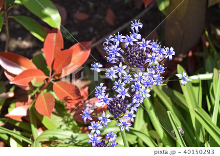 オオツルボ（シラー・ペルビアナ） 40150293