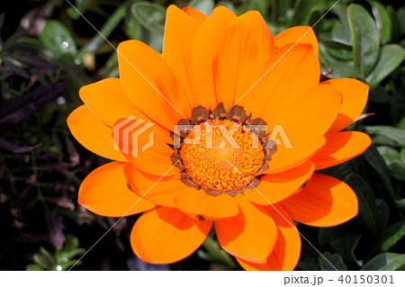 ガザニア 40150301