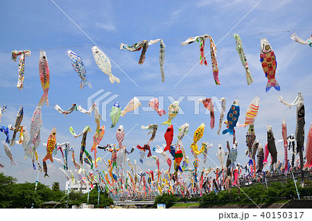 こいのぼり 40150317