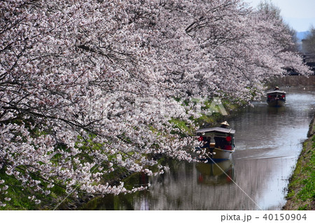 近江八幡水郷めぐり桜 40150904