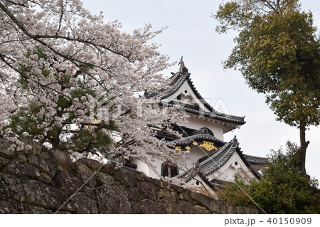 彦根城の桜 彦根城の桜 40150909