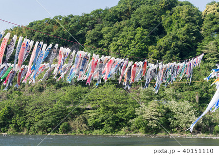 泳げ鯉のぼり相模川の写真素材