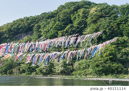 泳げ鯉のぼり相模川の写真素材