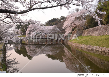 彦根城の桜 彦根城の桜 40151130