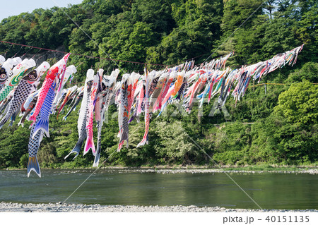 泳げ鯉のぼり相模川の写真素材