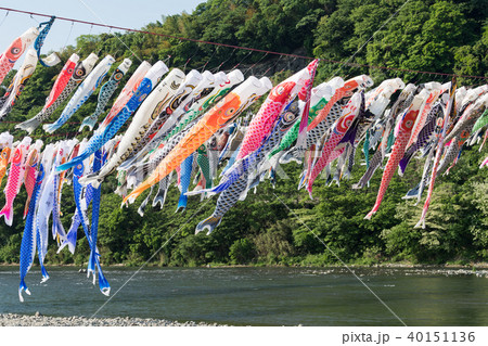 泳げ鯉のぼり相模川の写真素材