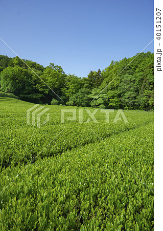 新緑の狭山丘陵の茶畑 新緑の狭山丘陵の茶畑 40151207