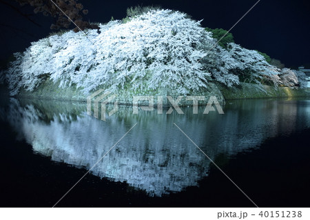 彦根城の桜 彦根城の桜 40151238