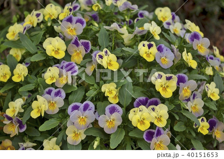 パンジー 40151653
