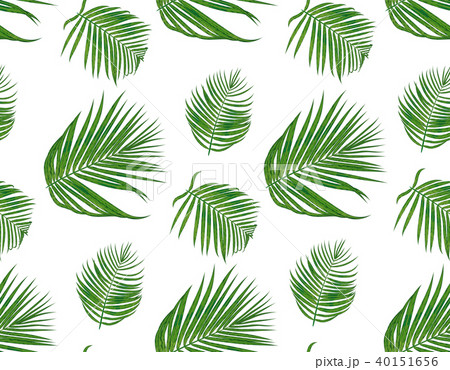 Seamless pattern with areca palm tropical  40151656
