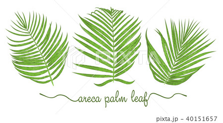 Leaves of areca palm elements set. Botany hand  40151657
