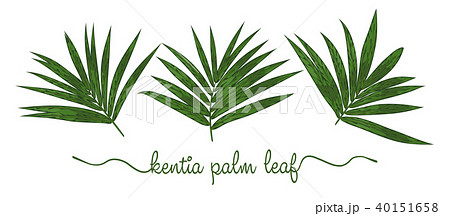 Leaves of areca palm elements set. Botany hand  40151658