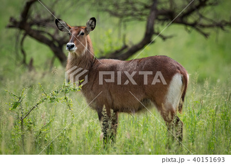 Female waterbuck turns head with tree behind 40151693
