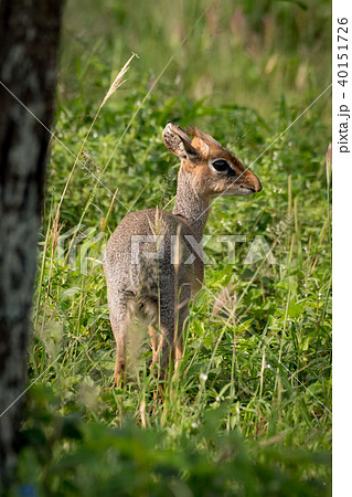 Kirk dik-dik with turned head by tree 40151726