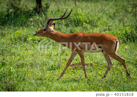 Male impala extends tongue to court female 40151818