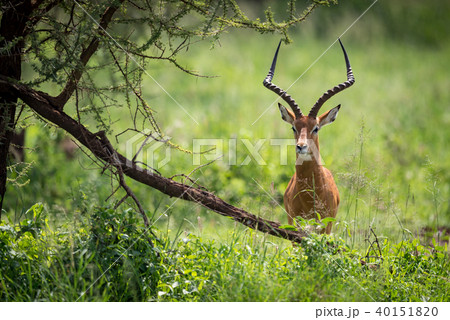 Male impala facing camera hides behind tree 40151820