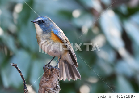 薬師池公園の野鳥 薬師池公園の野鳥 40151997