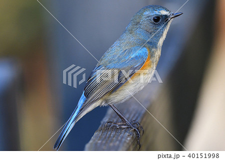 薬師池公園の野鳥 40151998