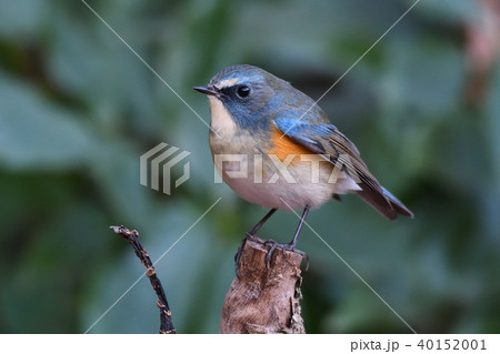 薬師池公園の野鳥 薬師池公園の野鳥 40152001