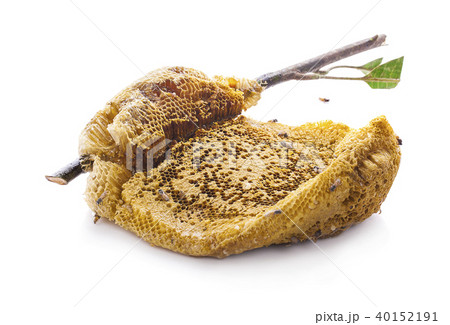 Honeycomb an isolated on white background Honeycomb an isolated on white background 40152191