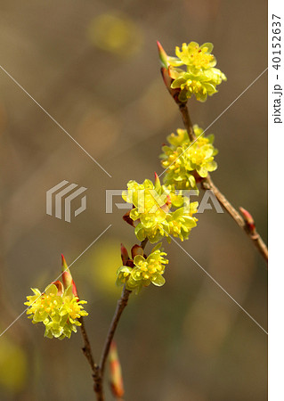 ダンコウバイの花　福島県只見町 40152637
