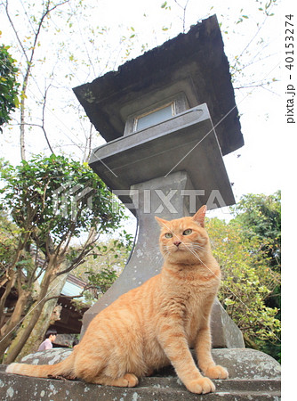 江ノ島の猫 40153274