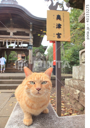 江ノ島の猫 40153275