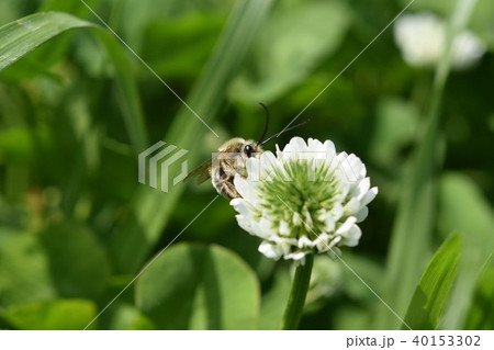 西洋ミツバチとクローバーの花　シロツメクサの花とミツバチ　高尾野町　出水市　鹿児島県 40153302
