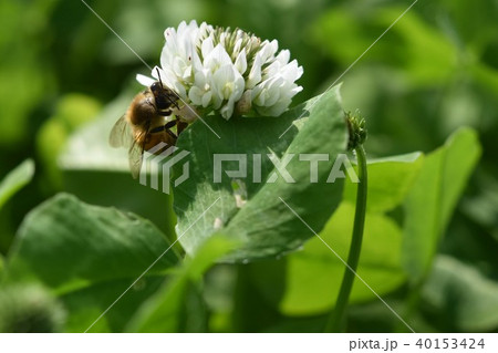 西洋ミツバチとクローバーの花　シロツメクサの花とミツバチ　高尾野町　出水市　鹿児島県 40153424