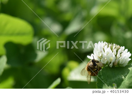 西洋ミツバチとクローバーの花　シロツメクサの花とミツバチ　高尾野町　出水市　鹿児島県 40153430