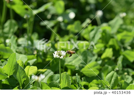 西洋ミツバチとクローバーの花　シロツメクサの花とミツバチ　高尾野町　出水市　鹿児島県 40153436