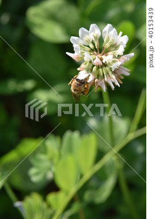 西洋ミツバチとクローバーの花　シロツメクサの花とミツバチ　高尾野町　出水市　鹿児島県 40153439