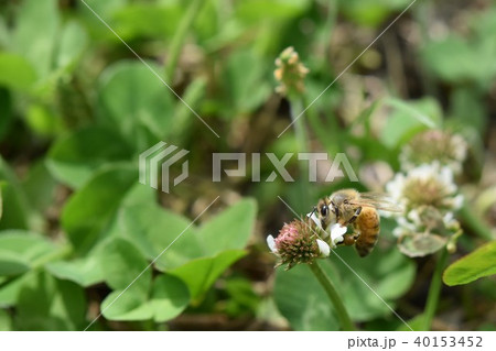 西洋ミツバチとクローバーの花　シロツメクサの花とミツバチ　高尾野町　出水市　鹿児島県 40153452