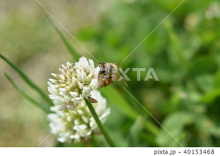 西洋ミツバチとクローバーの花　シロツメクサの花とミツバチ　高尾野町　出水市　鹿児島県 40153468