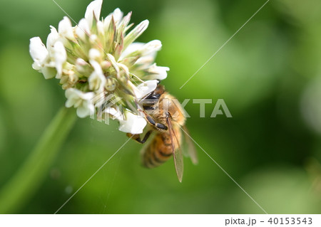 西洋ミツバチとクローバーの花 シロツメクサの花とミツバチの写真素材