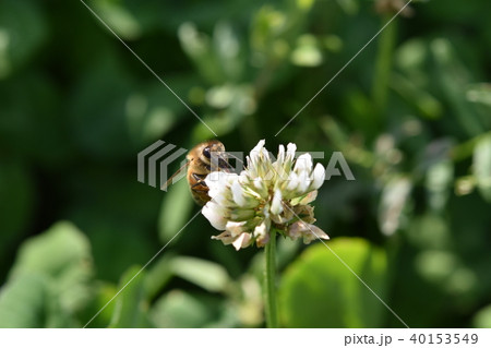 西洋ミツバチとクローバーの花　シロツメクサの花とミツバチ　高尾野町　出水市　鹿児島県 40153549