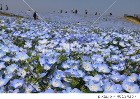 ネモフィラ Nemophila 40154257