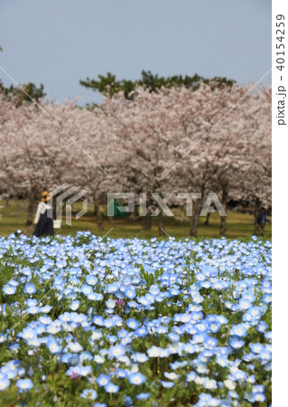 桜 cherry blossom ネモフィラ Nemophila 40154259