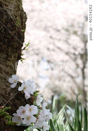 桜 cherry blossom 40154262