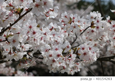 桜 cherry blossom 桜 cherry blossom 40154263